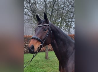 KWPN, Mare, 8 years, 16,2 hh, Bay-Dark