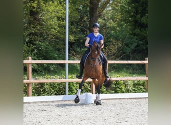 KWPN, Mare, 8 years, 16.2 hh, Bay