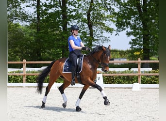 KWPN, Mare, 8 years, 16.2 hh, Bay