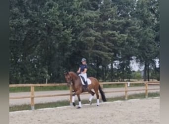 KWPN, Mare, 8 years, 16.2 hh, Brown