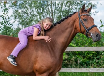 KWPN, Mare, 8 years, 16.2 hh, Brown