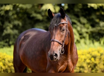 KWPN, Mare, 8 years, 16,2 hh, Brown