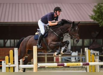 KWPN, Mare, 8 years, 16,2 hh, Brown