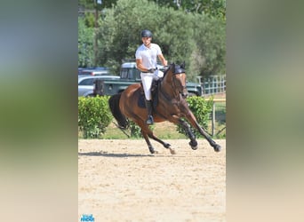 KWPN, Mare, 8 years, 16.2 hh, Brown