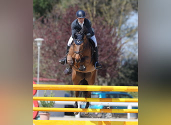 KWPN, Mare, 8 years, 16.2 hh, Brown
