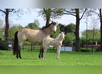 KWPN, Mare, 8 years, 16.2 hh, Buckskin