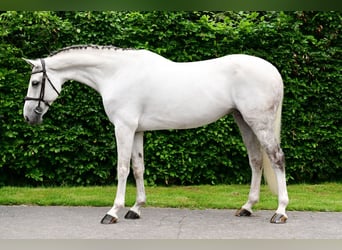 KWPN, Mare, 8 years, 16.2 hh, Grey