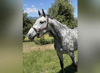 KWPN, Mare, 8 years, 16.2 hh, Grey