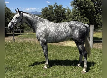 KWPN, Mare, 8 years, 16.2 hh, Grey