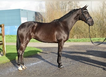 KWPN, Mare, 8 years, 16.2 hh, Smoky-Black