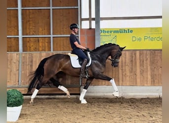 KWPN, Mare, 8 years, 16.3 hh, Bay-Dark