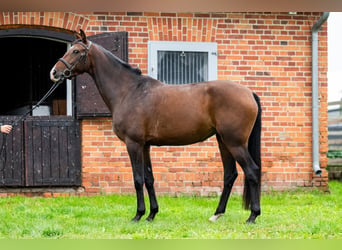 KWPN, Mare, 8 years, 16.3 hh, Bay-Dark