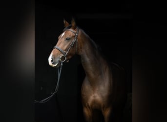 KWPN, Mare, 8 years, 16.3 hh, Bay-Dark