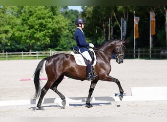 KWPN, Mare, 8 years, 16.3 hh, Black