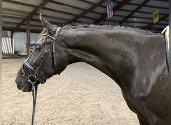 KWPN, Mare, 8 years, 16.3 hh, Black