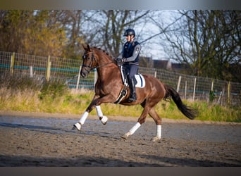 KWPN, Mare, 8 years, 16,3 hh, Brown-Light