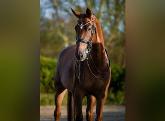 KWPN, Mare, 8 years, 16,3 hh, Brown-Light