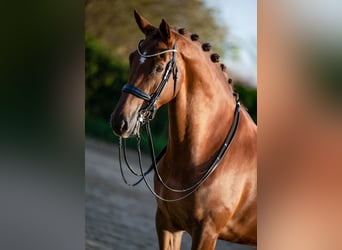 KWPN, Mare, 8 years, 16,3 hh, Brown-Light