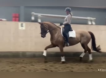 KWPN, Mare, 8 years, 16,3 hh, Chestnut-Red