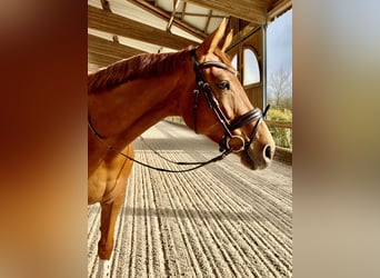 KWPN, Mare, 8 years, 16,3 hh