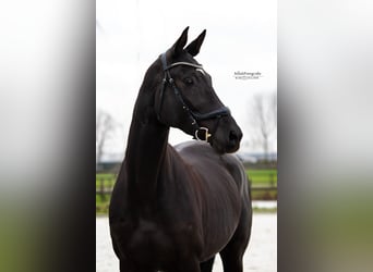 KWPN, Mare, 8 years, 16.3 hh, Smoky-Black