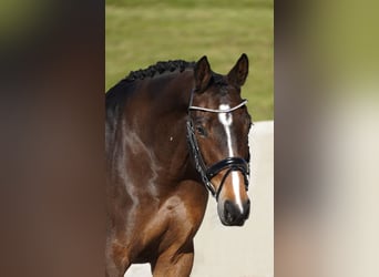 KWPN, Mare, 8 years, 16 hh, Bay-Dark