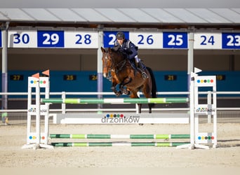 KWPN, Mare, 8 years, 16 hh, Bay