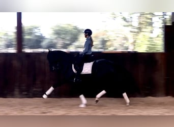 KWPN, Mare, 8 years, 16 hh, Black