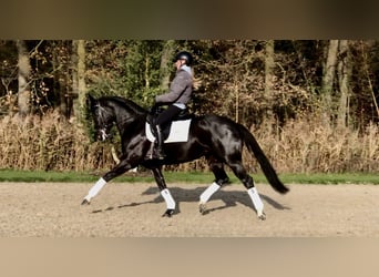 KWPN, Mare, 8 years, 16 hh, Black