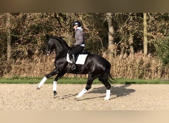 KWPN, Mare, 8 years, 16 hh, Black