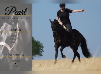 KWPN, Mare, 8 years, 16 hh, Black