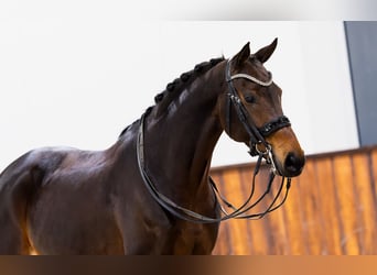 KWPN, Mare, 8 years, 16 hh, Brown