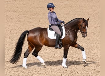 KWPN, Mare, 8 years, 16 hh, Brown