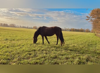 KWPN Mix, Mare, 8 years, 16 hh, Brown