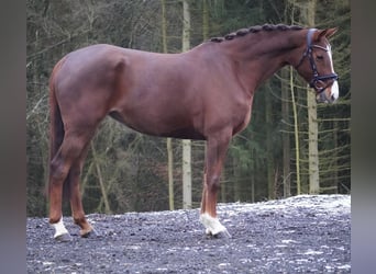 KWPN, Mare, 8 years, 16 hh, Chestnut