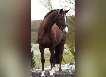 KWPN, Mare, 8 years, 16 hh, Chestnut