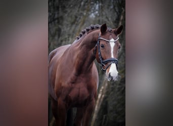 KWPN, Mare, 8 years, 16 hh, Chestnut