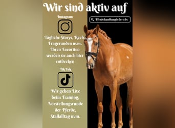KWPN, Mare, 8 years, 16 hh, Chestnut-Red