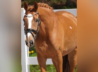 KWPN, Mare, 8 years, 16 hh, Chestnut-Red
