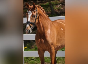 KWPN, Mare, 8 years, 16 hh, Chestnut-Red