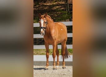 KWPN, Mare, 8 years, 16 hh, Chestnut-Red