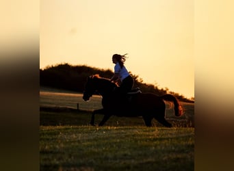 KWPN, Mare, 8 years, 16 hh, Chestnut-Red