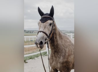 KWPN, Mare, 8 years, 16 hh, Gray-Dapple