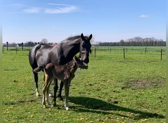 KWPN, Mare, 8 years, 16,1 hh, Bay-Dark