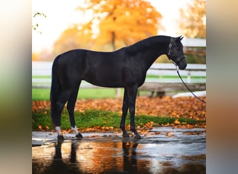 KWPN, Mare, 8 years, 16,1 hh, Bay-Dark