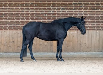 KWPN, Mare, 8 years, 16,1 hh, Black