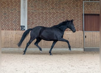 KWPN, Mare, 8 years, 16,1 hh, Black