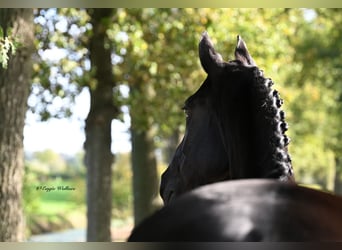 KWPN Mix, Mare, 8 years, 16,1 hh, Black