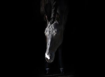 KWPN Mix, Mare, 8 years, 16,1 hh, Black