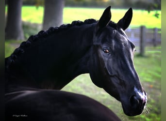 KWPN Mix, Mare, 8 years, 16,1 hh, Black